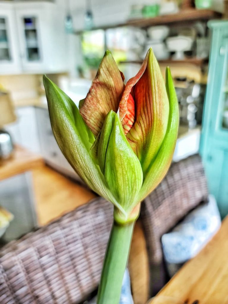 Here's the Gervase amaryllis at day 65! 
