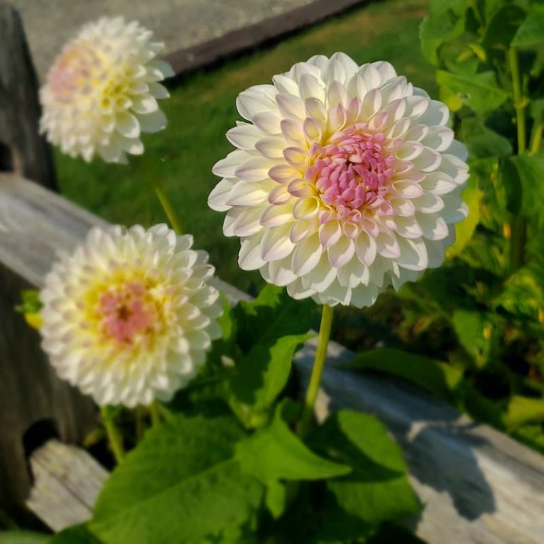 How to Divide Dahlia Tubers in the Spring Shiplap and Shells
