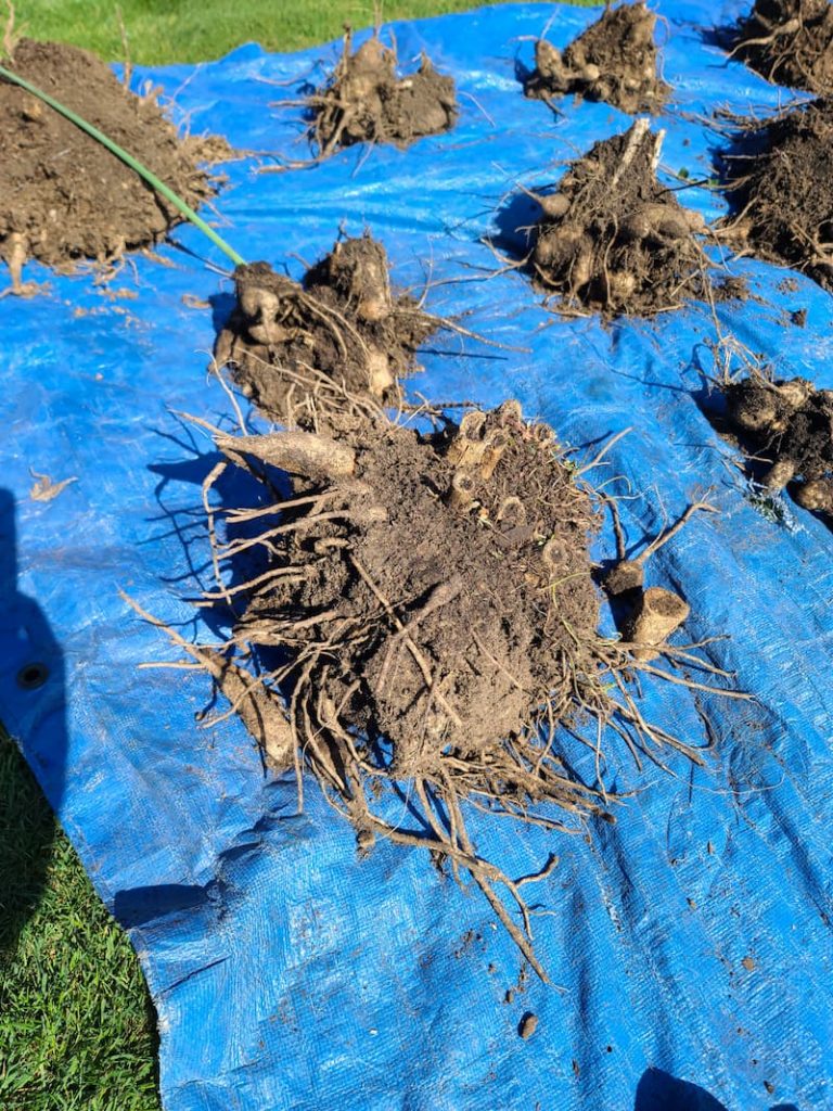 dividing dahlia tubers: dahlia tubers dug out of the ground