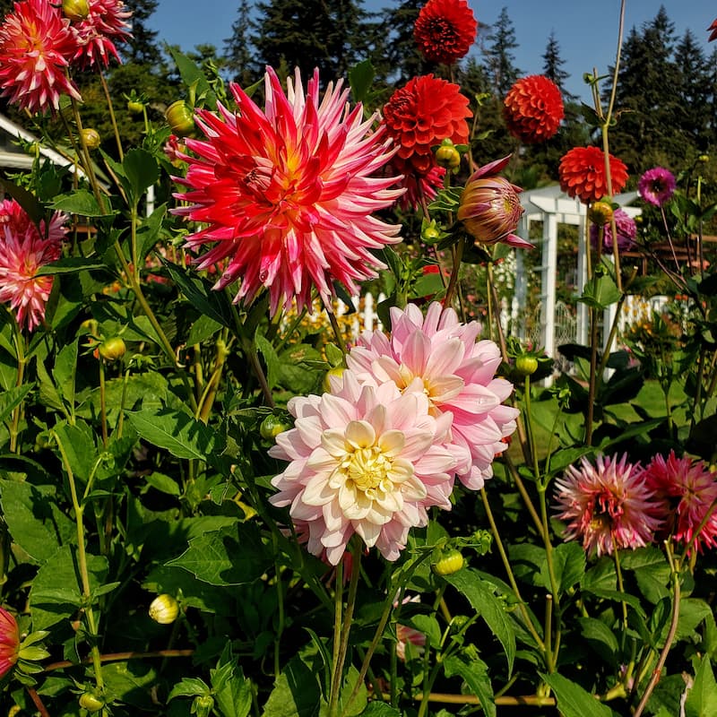 pink and red dahlias
