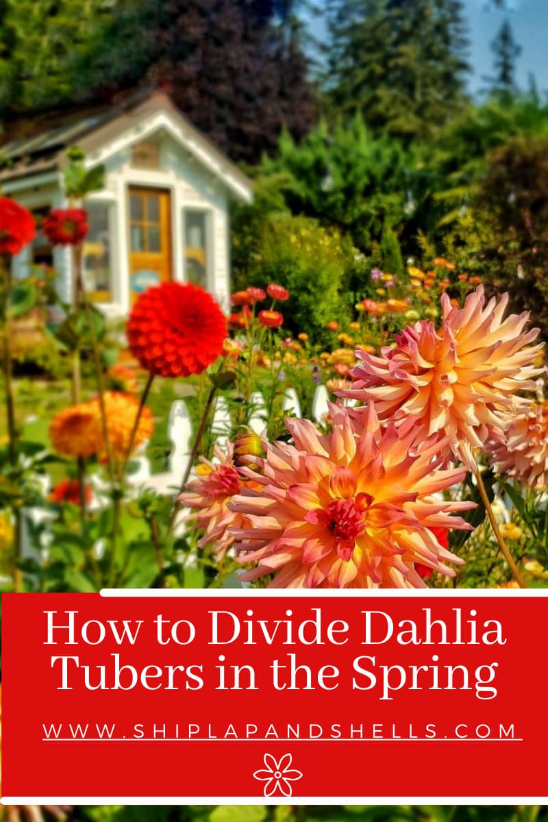 How to Divide Dahlia Tubers in the Spring Shiplap and Shells