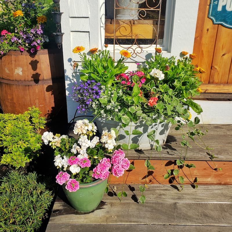I love mixing thrift store vintage pieces like the galvanized buckets and tubs in with newer ceramic planters when it comes to container gardening.