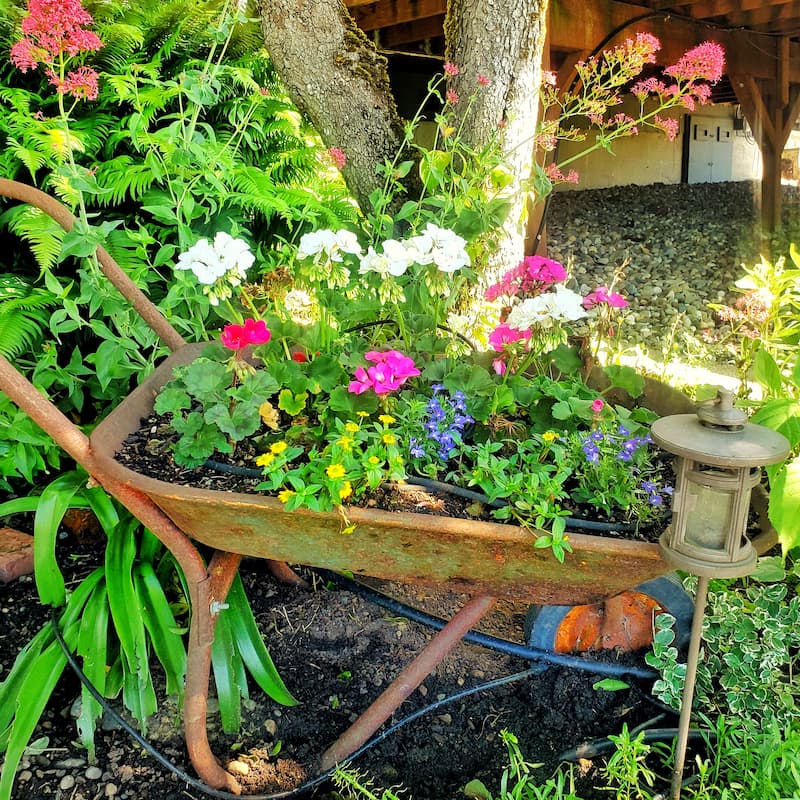 rusty wheelbarrow with garden flowers