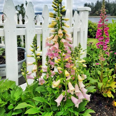 Your Gardening Guide to Grow and Care for Foxgloves