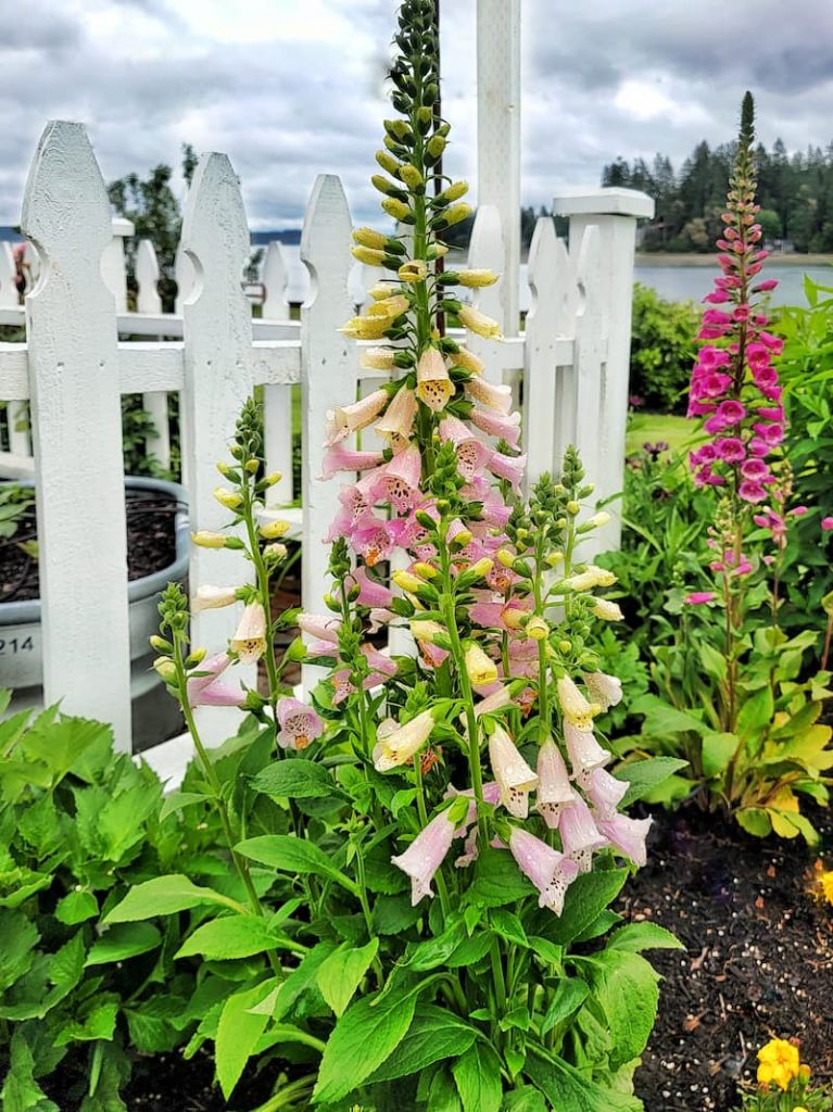 pink foxglove in front of white picket fence