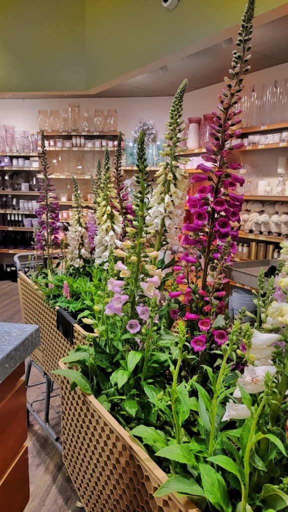 foxgloves in many colors in shopping carts