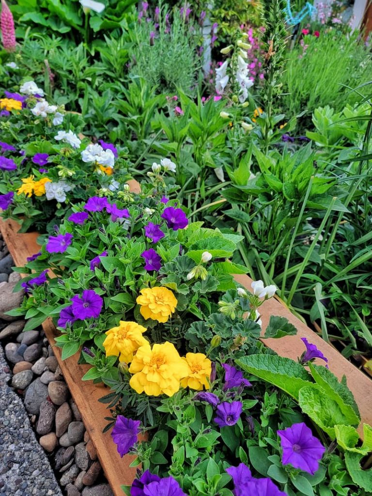 purple petunias and yellow marigolds in the June garden