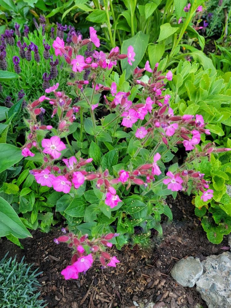 red campion in late spring cottage garden 