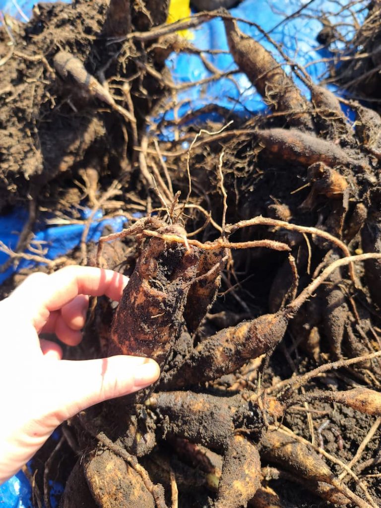 rotted dahlia tuber that was dug up