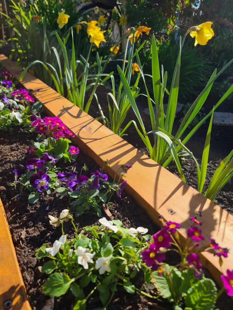 In the spring cottage garden, you can see that our new planter is full of primroses and violas, with bright yellow daffodils planted behind.