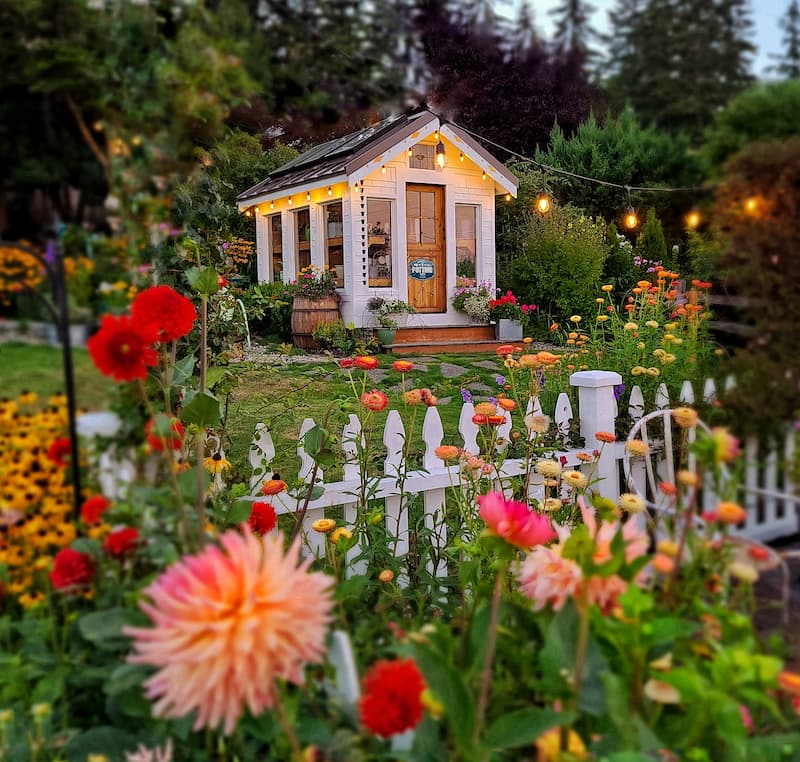 dahlias with greenhouse in the background