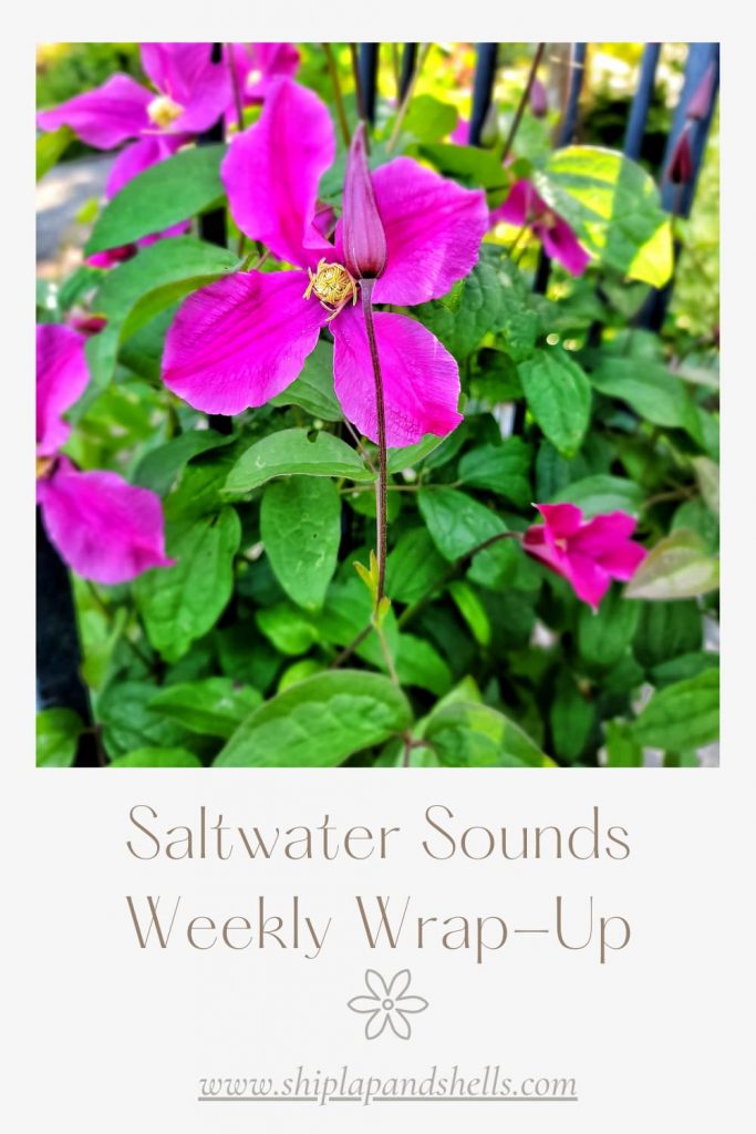 Saltwater Sounds Weekly Wrap-up