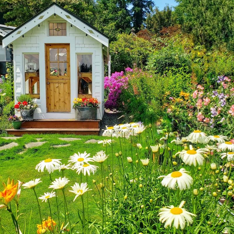 Daisies in garden with greenhouse