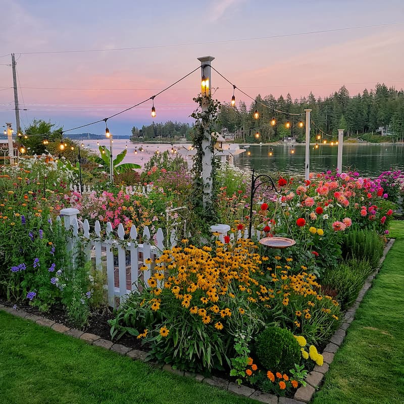 Enchanted evening view of the picket fence garden and flowers