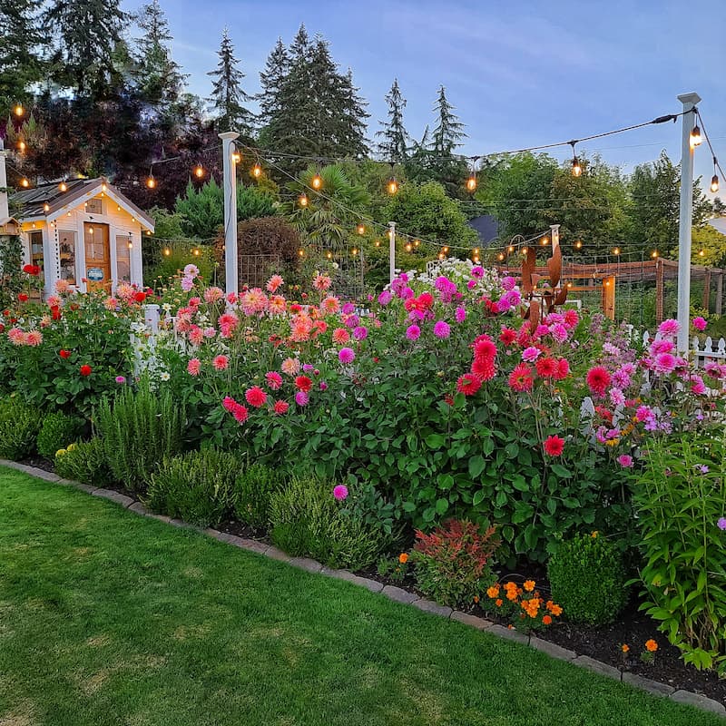 dahlias in cottage garden with bistro lights and greenhouse