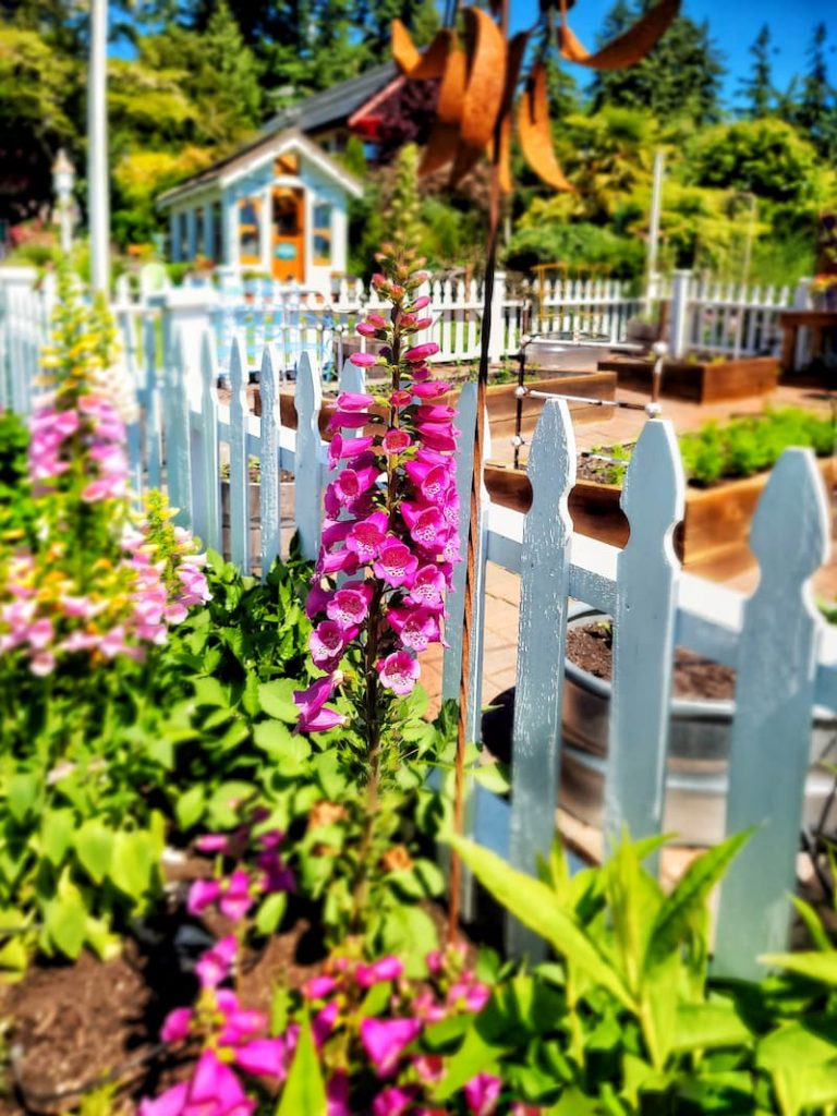 foxgloves growing against a white picket fence on spring garden tour