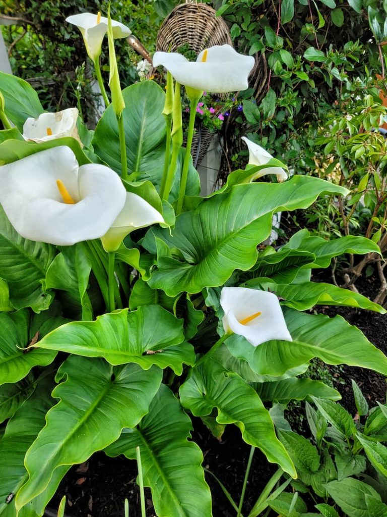 calla lilies
