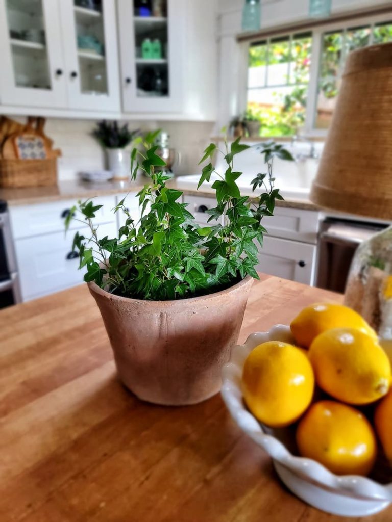 ivy plant on kitchen island