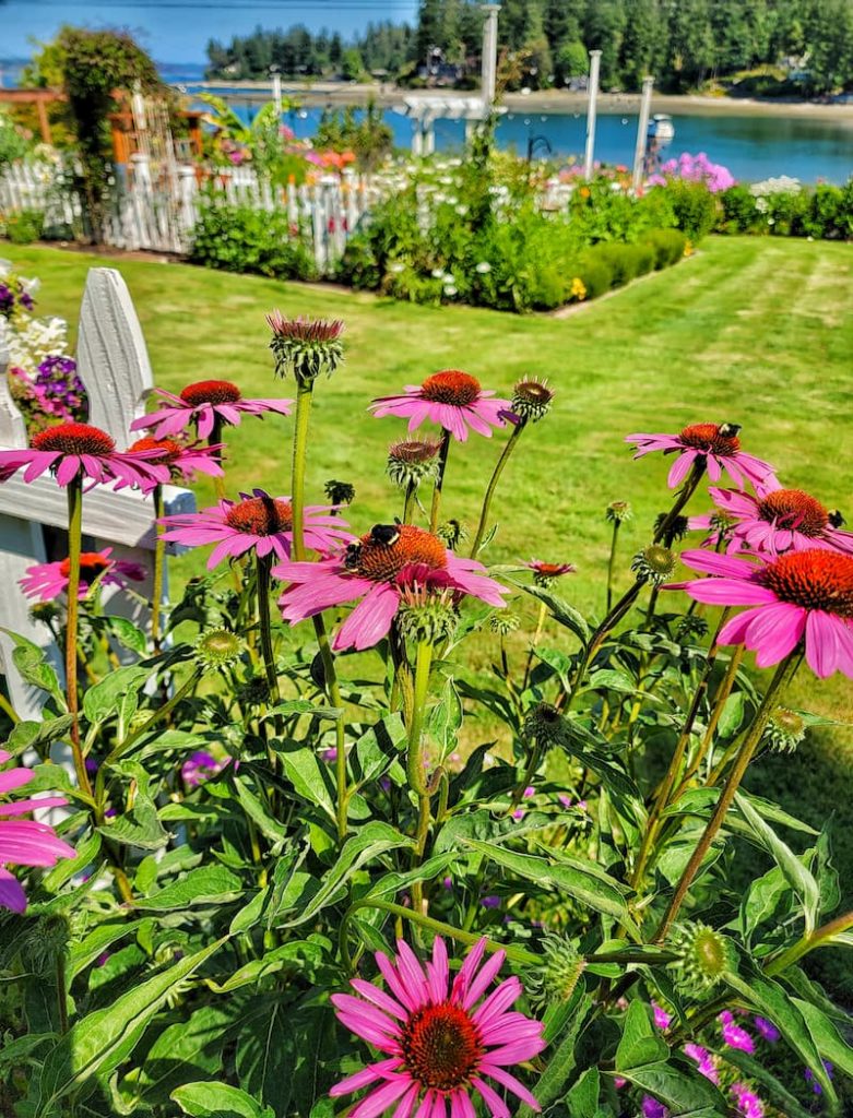 Summer cottage garden with coneflowers overlooking the Puget Sound