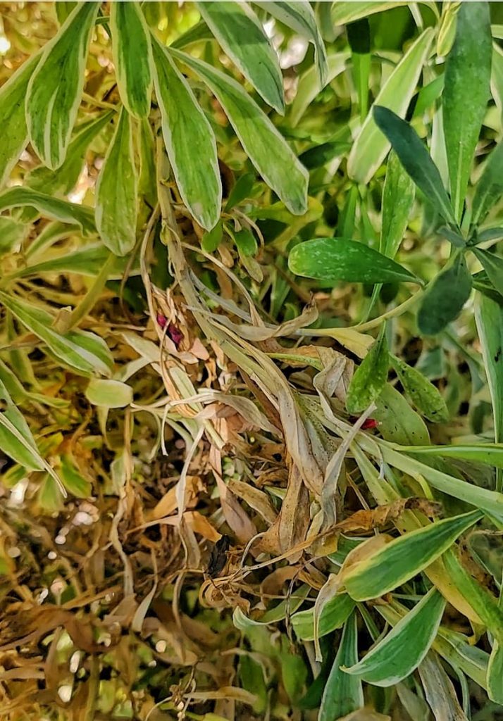 Damaged plant from the extreme heat