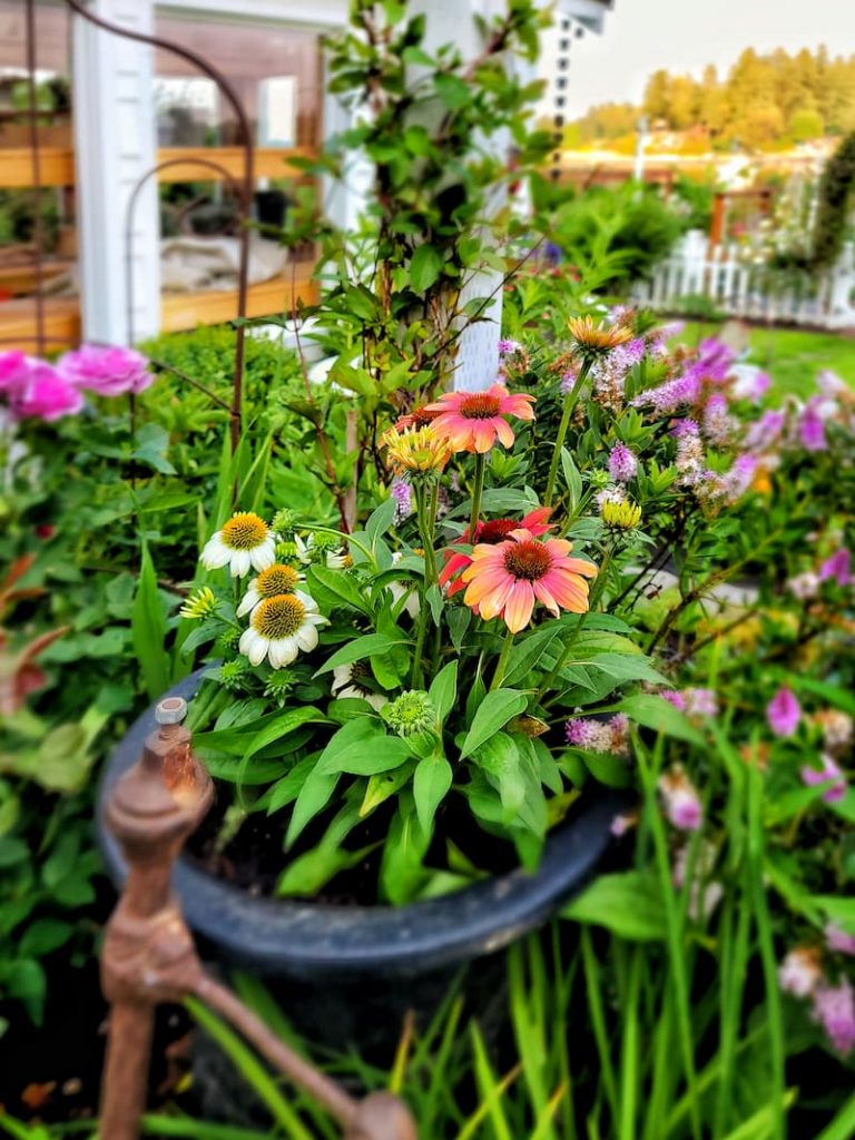 Colorful coneflower in early summer cottage garden