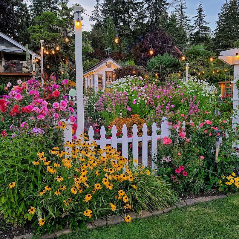 dahlias and Black-eyed Susans against a white picket fence