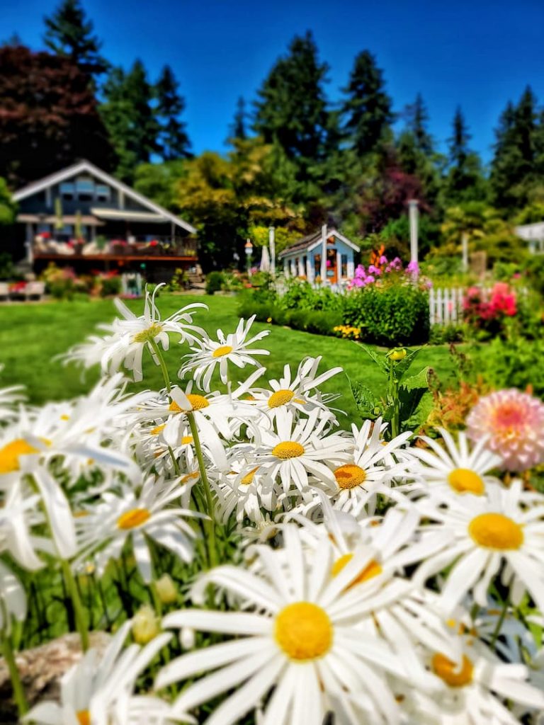 daisies in a cottage garden