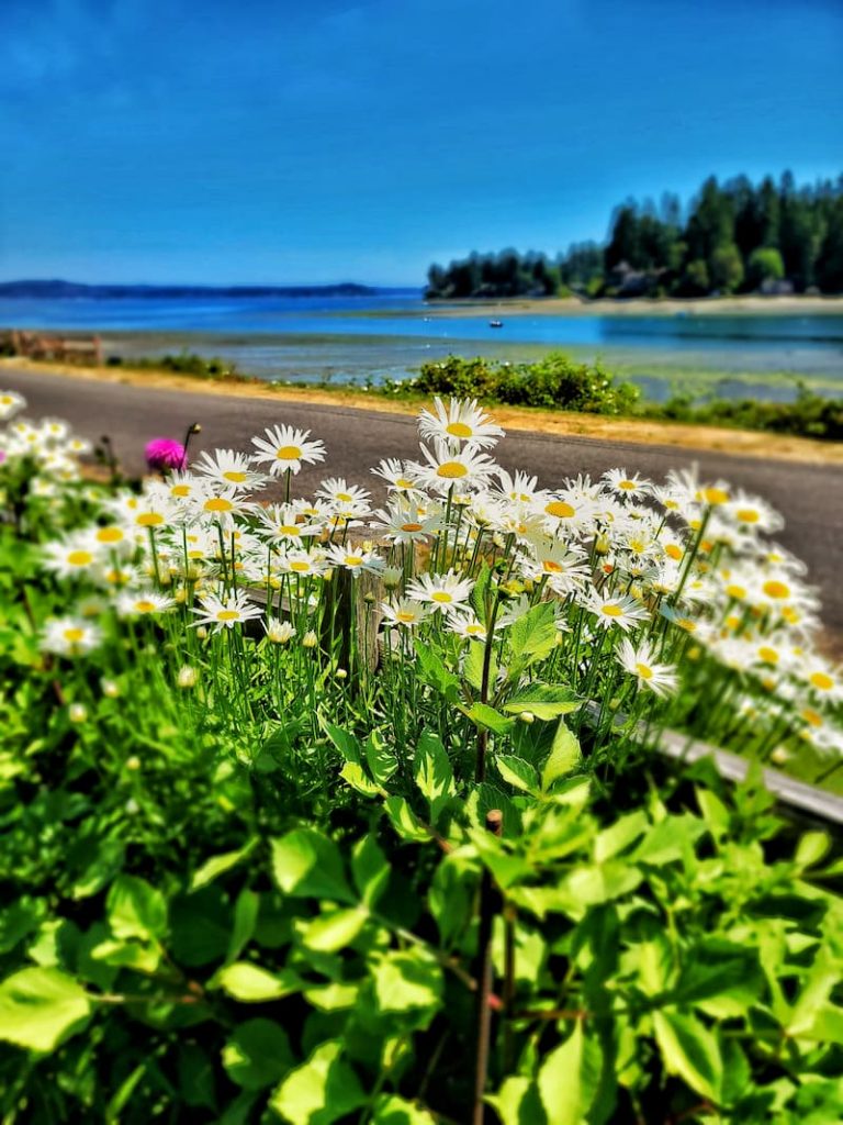 daises overlooking the Puget Sound