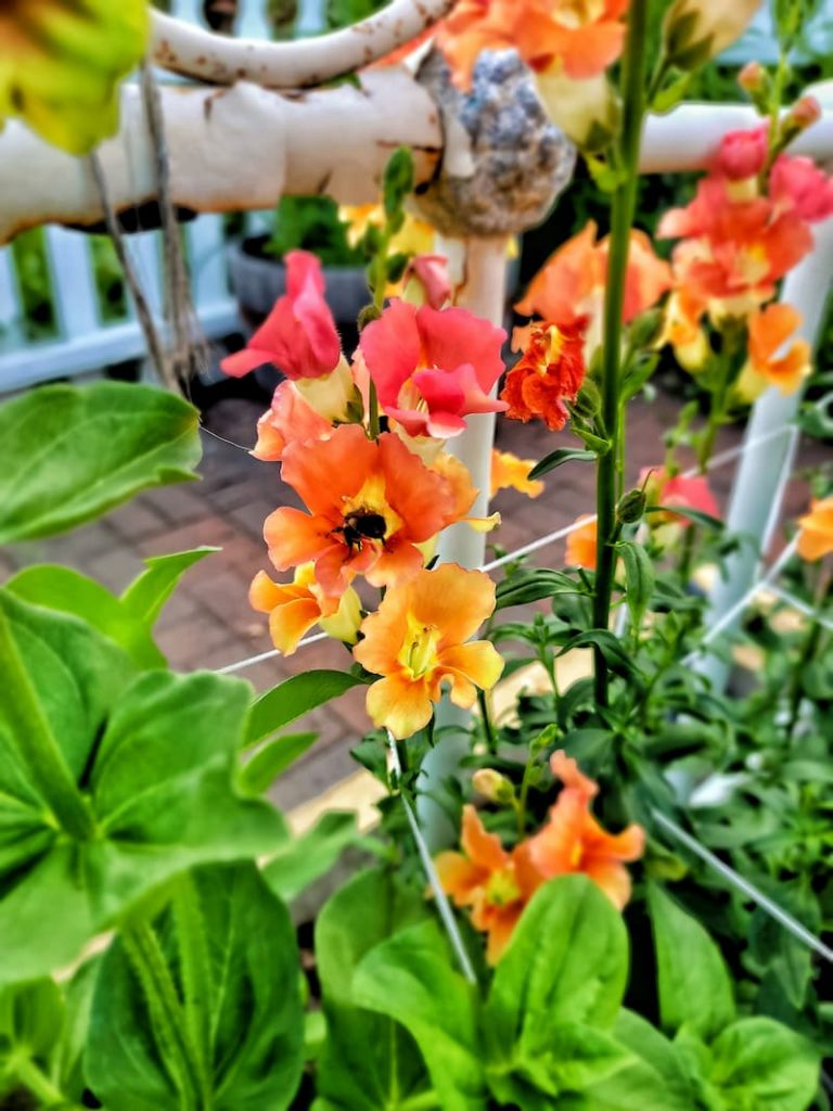 orange snapdragon blooms in the garden