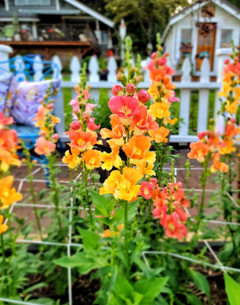snapdragons supported by netting