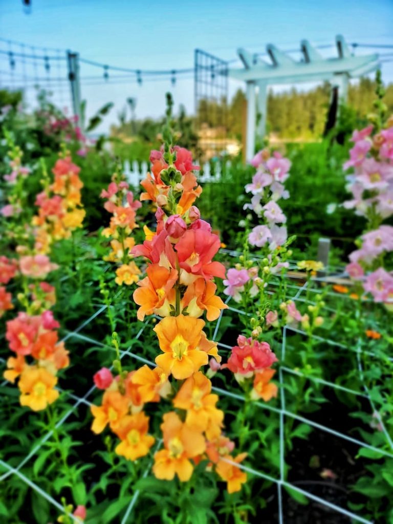 snapdragons in support netting for flowers