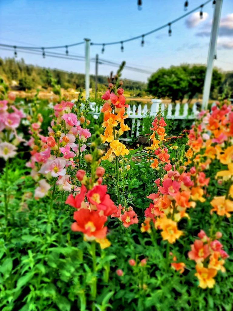 snapdragons in a cut flower garden 