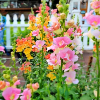 How to Sow Snapdragon Seeds Indoors