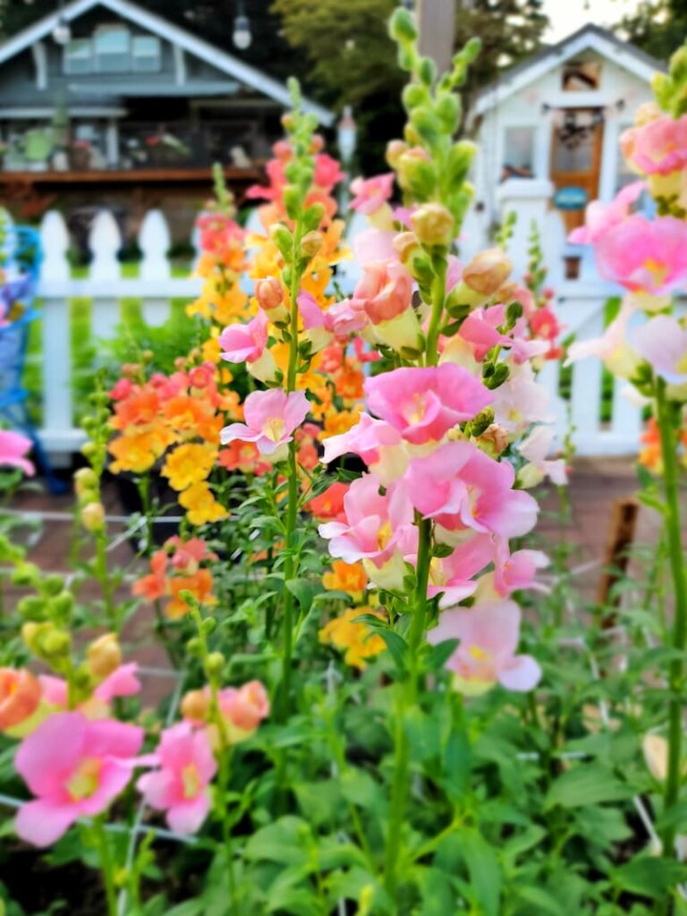 How to Sow Snapdragon Seeds Indoors