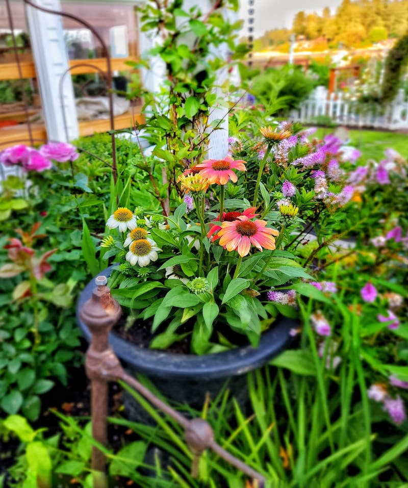 coneflowers growing in a container