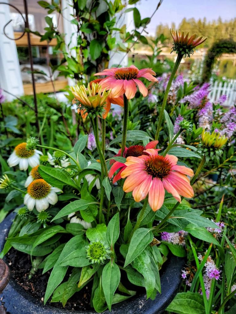 coneflower in fall containers