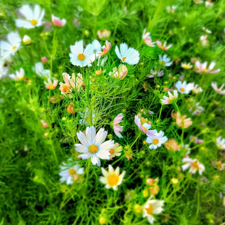 How to Grow Cosmos For Your Cut Flower Garden From Seed Indoors