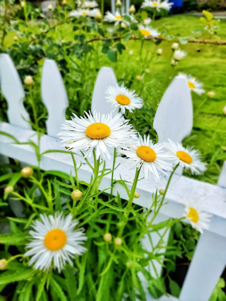 Shasta daisies growing on a white picket fence