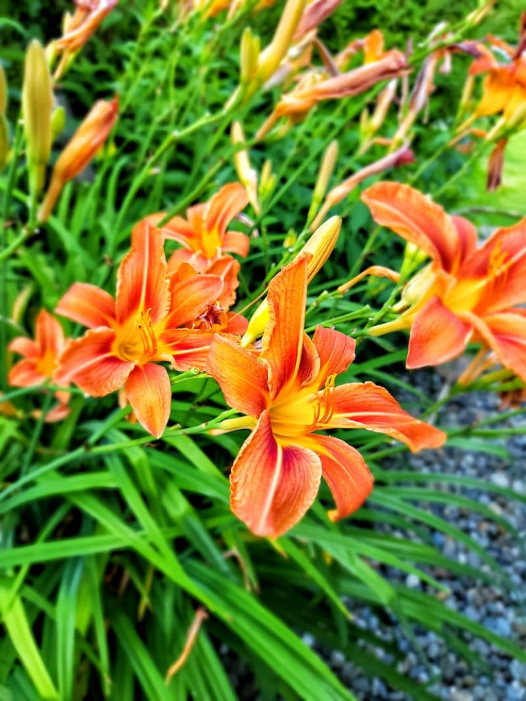 low maintenance orange daylily flowers