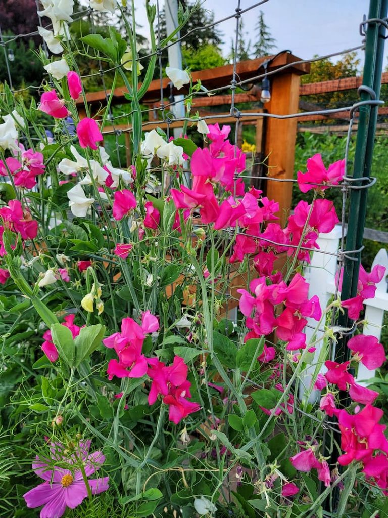 Sweet peas in early summer cottage garden