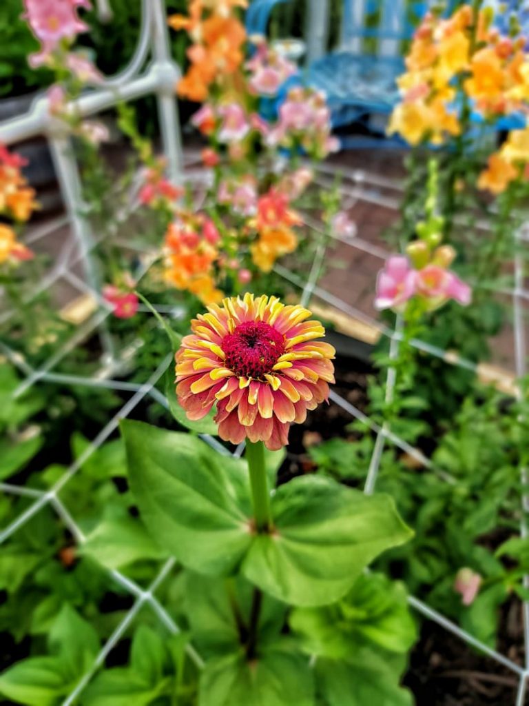 grow zinnias from seed: netting to support zinnias