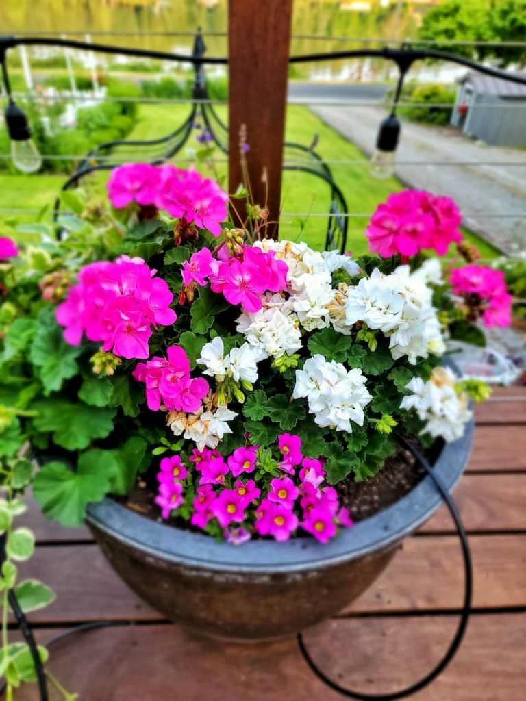 Protecting garden from extreme heat by watering geraniums in container