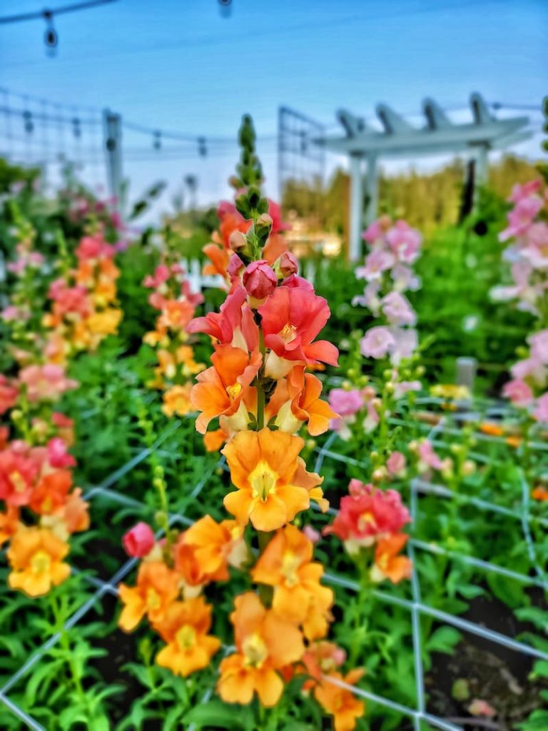 sherbet toned Chantilly mix Snapdragons