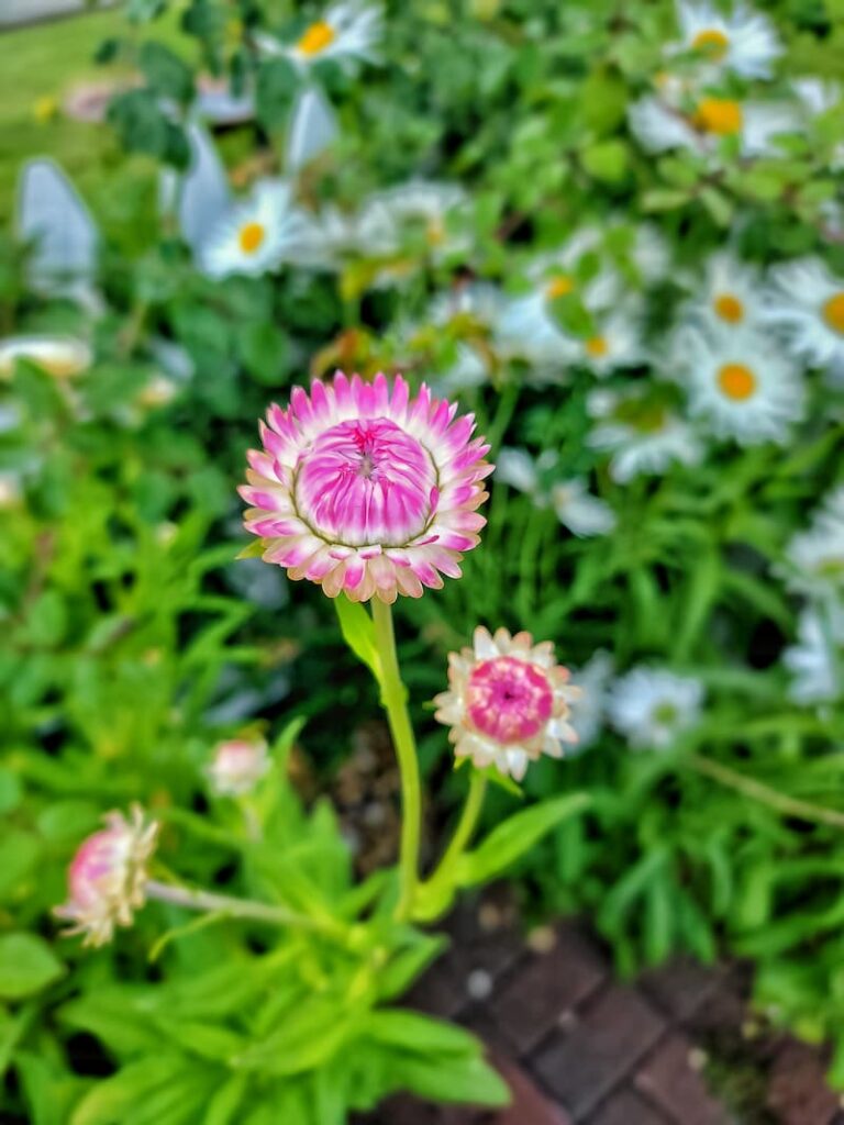 pink candy strawflowers