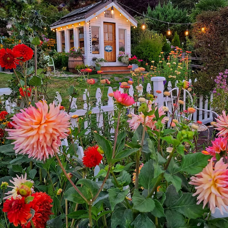 dahlias in a picket fence garden with greenhouse in the background