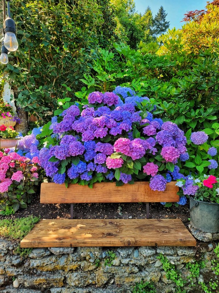 purple and pink hydrangeas growing along the garden bench