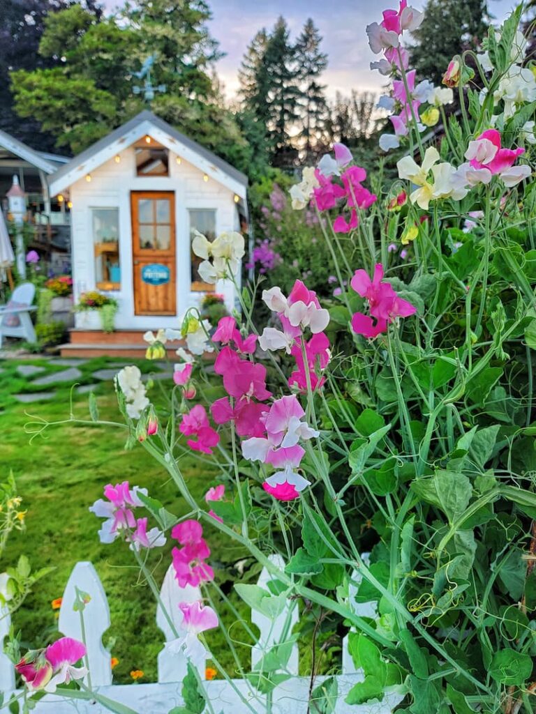 sweet peas and greenhouse