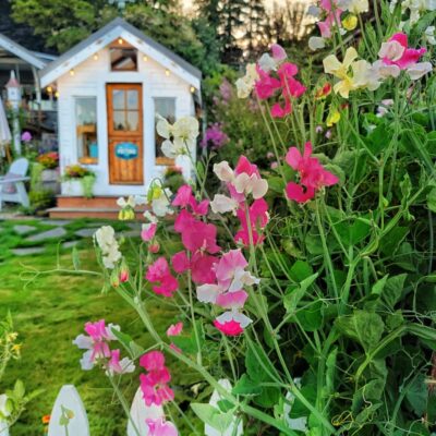 9 Common Cut Flower Garden Challenges and Solutions