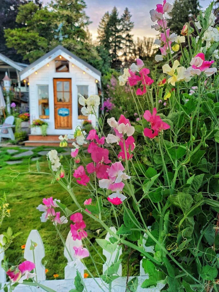 sweet peas in front of greenhouse