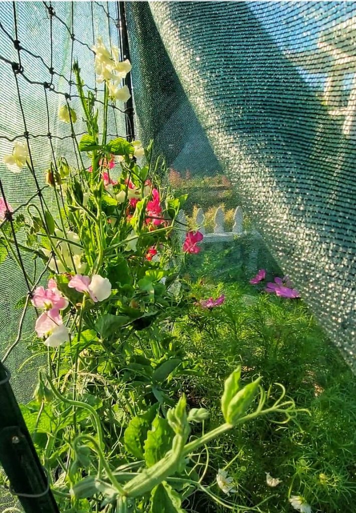 Protecting garden from extreme heat with shade cloth